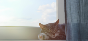 Котик гріється на підвіконнику біля пластикового вікна